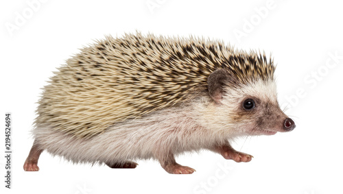 Cuadro en lienzo Small African pygmy hedgehog with spiky quills, isolated on transparent backgrou