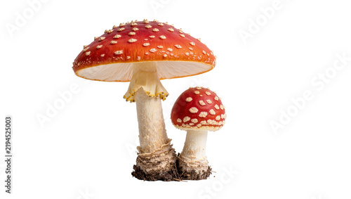 Foto Two red and white spotted Amanita muscaria mushrooms with soil, isolated on tran