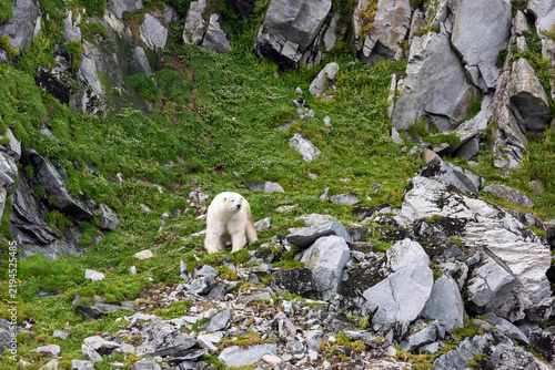 Polar bear in autumn on Wrangel Island, Arctic