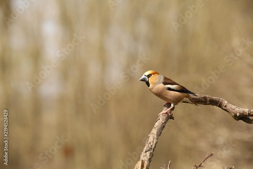 Fotografie A hawfinch perched on a thin tree branch.