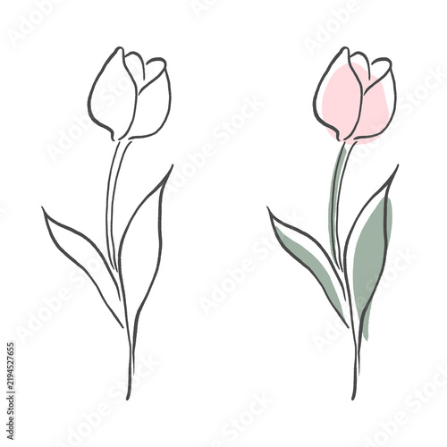 Tulip Flower Illustration Line Art and Color Set