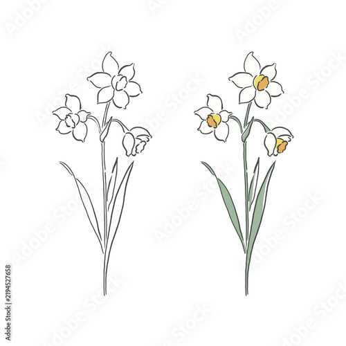 Daffodil Flower Illustration Line Art and Color Set