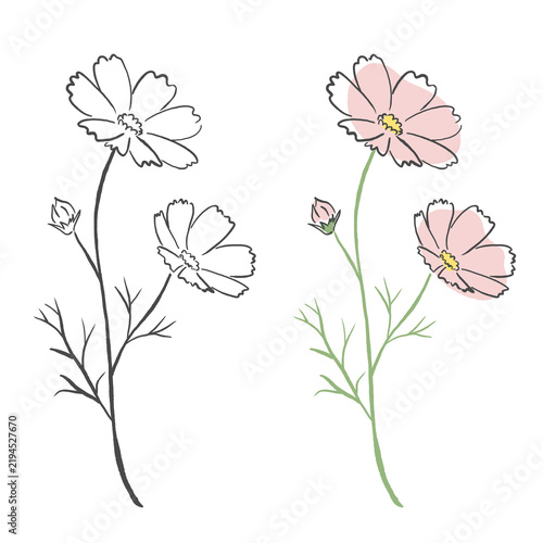 Cosmos Flower Illustration Line Art and Color Set