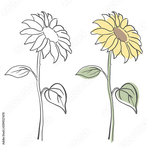 Sunflower Illustration Line Art and Color Set