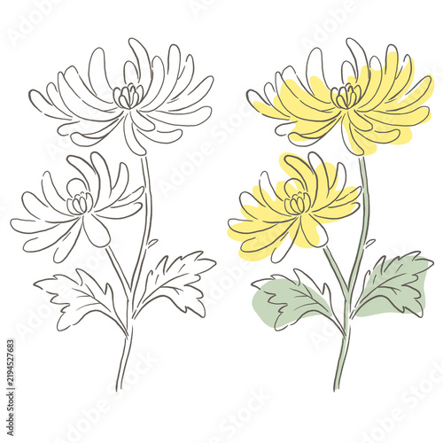 Chrysanthemum Illustration Line Art and Color Set