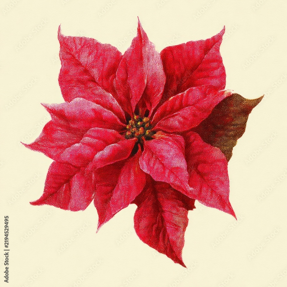Obraz premium Vibrant poinsettia illustration on beige.
