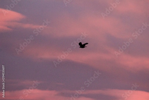 A lone bird silhouette soaring through a dreamy pink and purple sunset sky with soft clouds, creating a peaceful, minimalist nature scene with ample copy space.