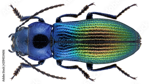 Fotografie Iridescent blue and green beetle with segmented antennae, isolated on transparen