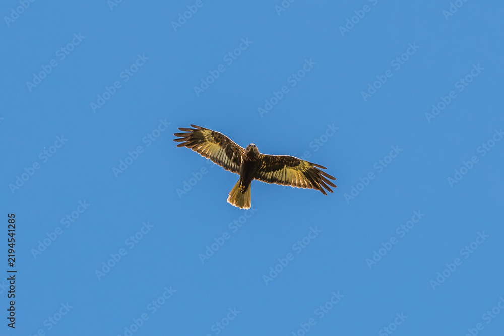 Fototapeta premium White tailed eagle at the beautiful Danube Delta, a famous landmark of Romania