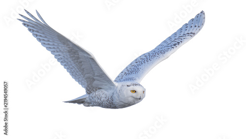 Konstfotografi Snowy owl with outstretched wings in flight, isolated on transparent background