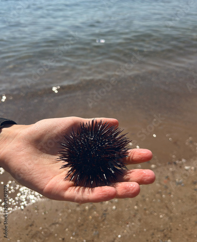 Cuadro en lienzo Dark sea urchin sits on the open palm of a hand at the beach