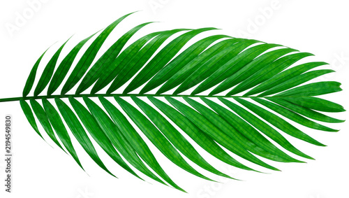 Bild auf Leinwand Vibrant green palm frond leaf detailed with natural veins, isolated on transpare