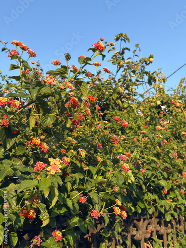 Cuadro en lienzo Vibrant lantana flowers bloom in dense clusters on a lush green hedge