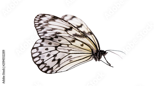 Isolated black and white butterfly with delicate wings, a graceful and beautiful insect in profile.