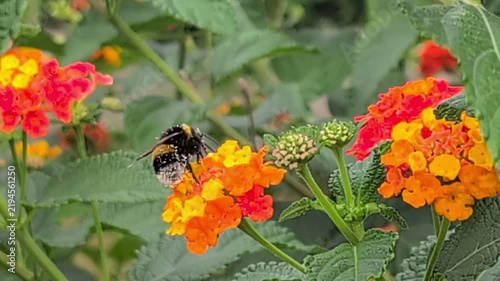 A bumblebee on the brightly blooming flowers of Lantana camara with orange and yellow petals and green buds