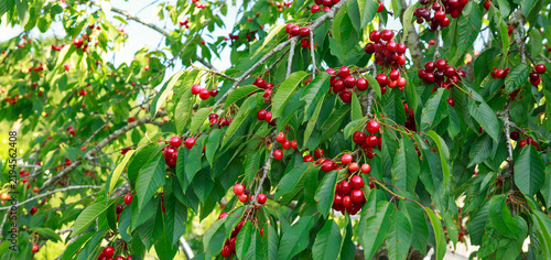 Red cherry hanging on a tree in the garden