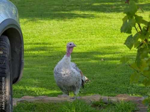 Foto A domestic white turkey wandering on a green residential lawn next to a parked c