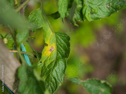 Foto Tomato Leaf Displaying Classic Early Blight (Alternaria solani) Lesion with a Ye