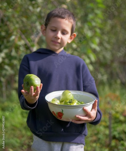 Fotografie Curious child examining a large unripe green tomato freshly picked from his home