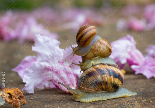 Obraz na plátně Three snails stacked on top of each other on a stone surface, surrounded by delicate pink flowers, creating a whimsical close-up scene in nature