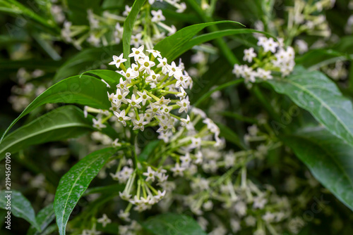 Cestrum nocturnum or Night Blooming Jasmine, the plant wich have scent in the night