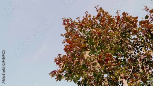 Autumn maple tree branches with orange and red leaves against a clear sky