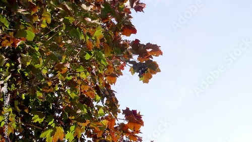Autumn maple tree branches with red and orange leaves against clear bright sky background with copy space