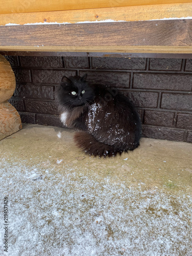 Long-haired black cat sits under a wooden bench with snow on its fur
