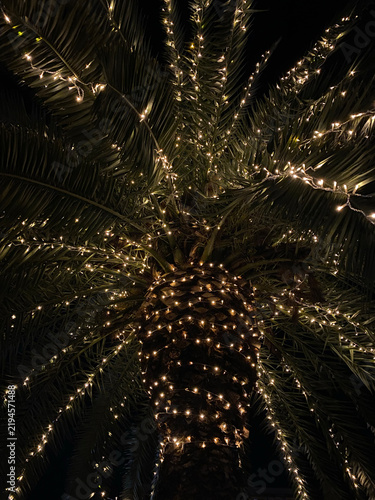 Palm tree decorated with warm string lights is captured from a low angle looking directly up at night