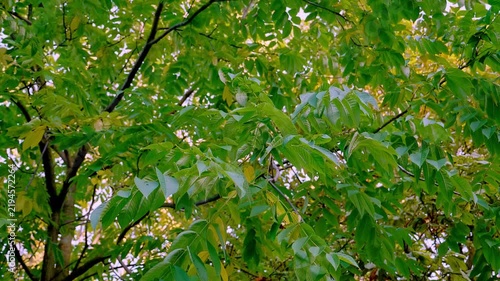 Fresh green walnut tree leaves in sunny summer day