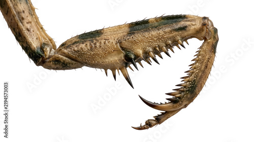 Close-up of scorpion claw and pincer isolated on transparent background.