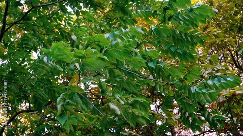 Fresh green walnut tree leaves swaying gently in the summer breeze
