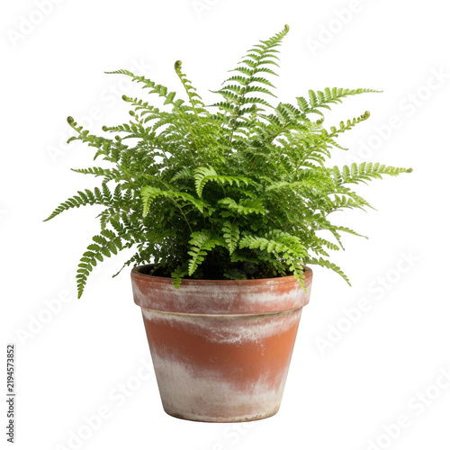 A small potted fern plant with green leaves
