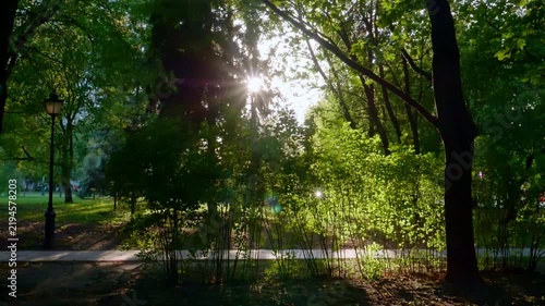 Sunlight rays streaming through lush green park trees during golden hour
