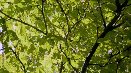 Sunlight filtering through fresh green chestnut tree leaves in spring