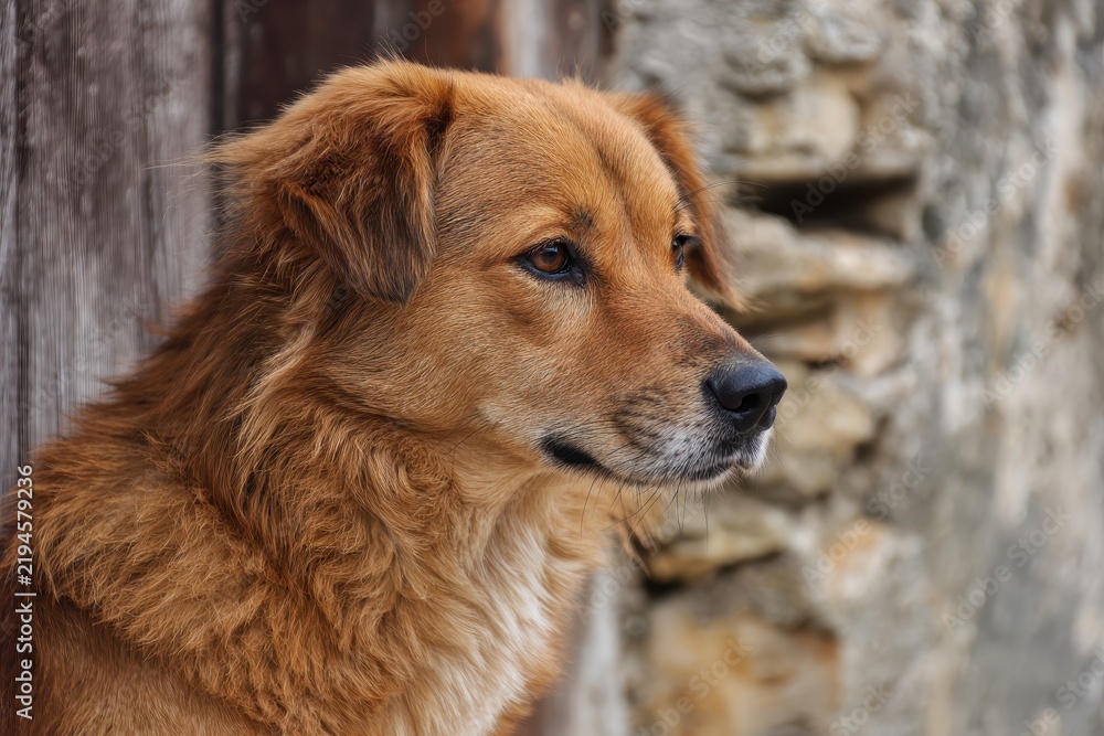 Obraz premium A beautiful brown dog rests in front of a textured background, highlighted by its soft fur and calm