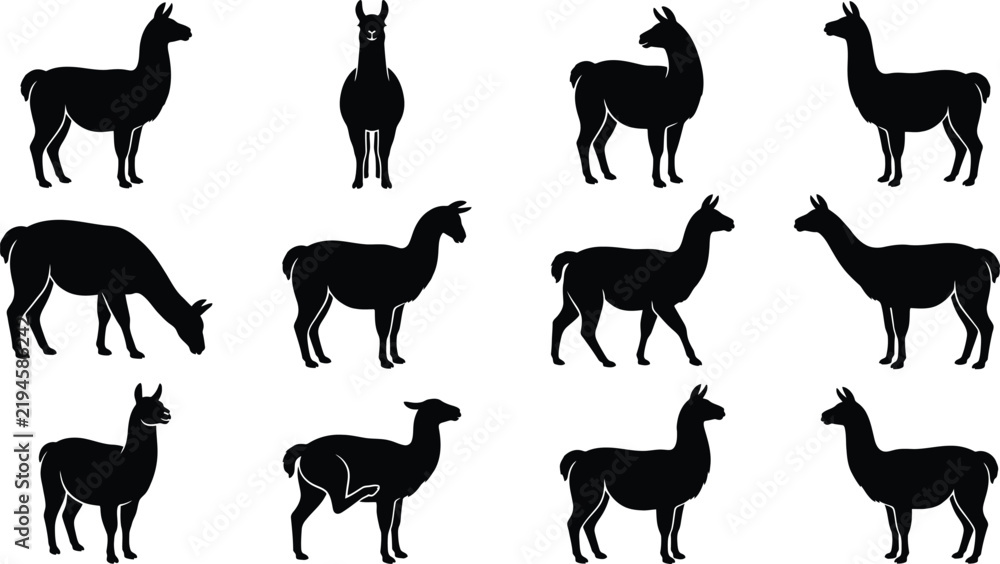 Obraz premium Set of black llama silhouettes in various poses and walking stances for animal design