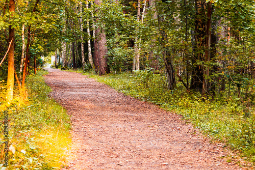 A tranquil pathway leading through a lush forest, warm, golden light of an autumn sunset. The wooded landscape, vibrant natural seasonal colors, tree trunks flanking the trail, copy space.