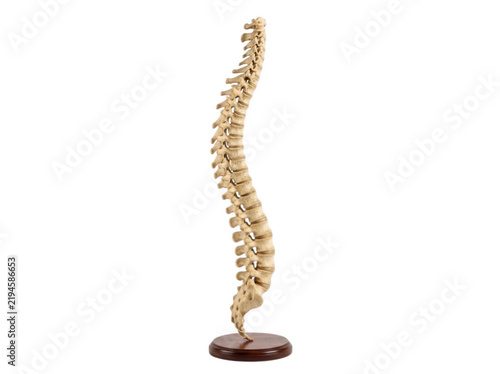 Human spine vertebral column model on wooden base isolated on transparent background for chiropractic and medical education