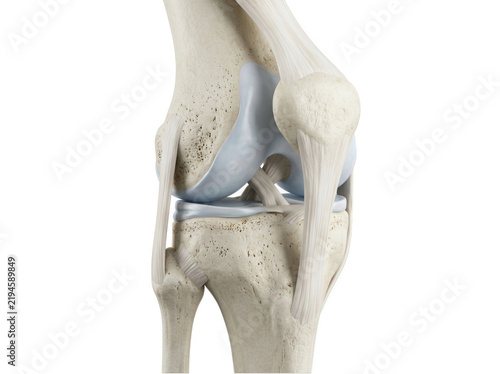 Human knee joint anatomy showing bones ligaments and meniscus isolated on transparent background