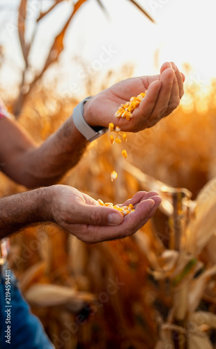Close up of a farmer holding and pouring golden corn kernels between his hands to inspect the grain crop quality in a field at sunset.