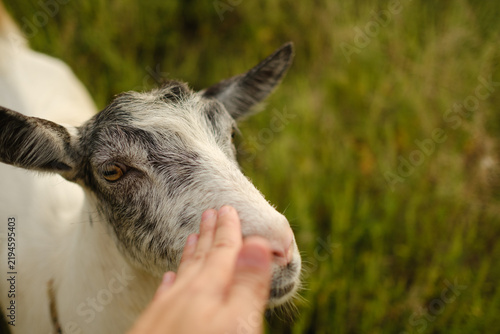 Bild auf Leinwand Close up portrait of white goat looking at camera in green field on sunny day at