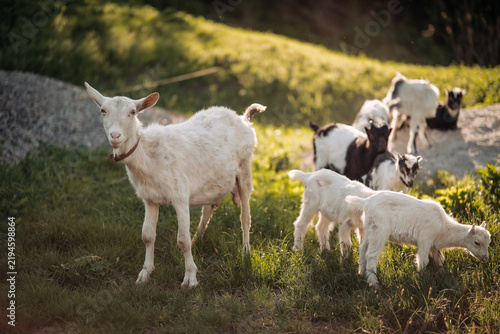 Foto Herd of white goats and small kids grazing on green grass pasture in farm at sun