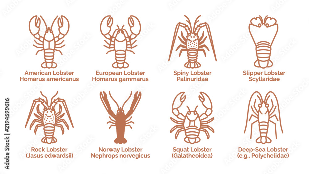 Obraz premium Lobster Species Collection: An informative collection displaying various species of lobsters with their common and scientific names, presented in a clean graphic format.