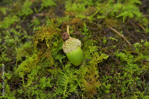 Plakat 苔の上に置かれたミズナラのどんぐり（緑色のどんぐり・苔の絨毯・秋の気配・自然観察）