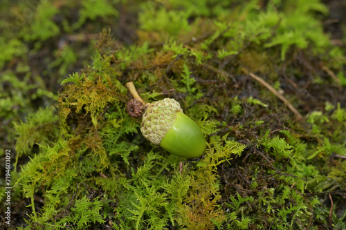 Plakat 苔の上に置かれたミズナラのどんぐり（緑色のどんぐり・苔の絨毯・秋の気配・自然観察）
