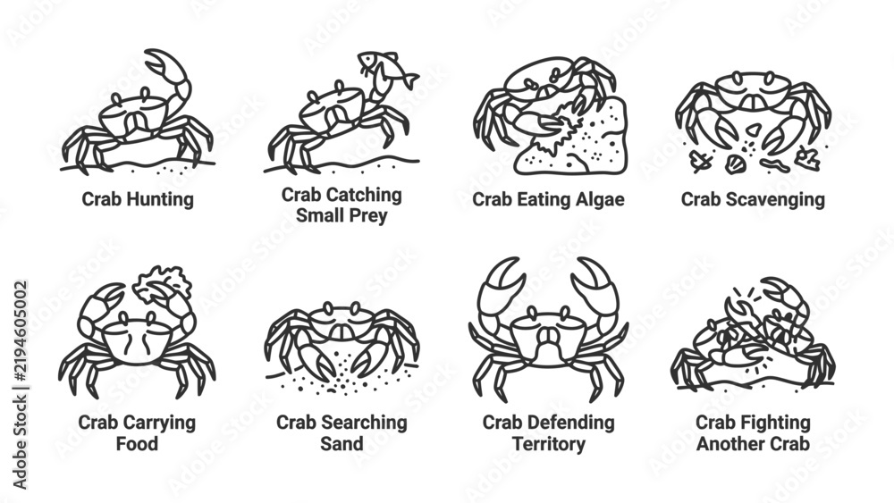 Obraz premium Crab Actions Illustration: A collection of line art illustrations depicting various actions of crabs, including hunting, catching prey, eating algae, scavenging, carrying food, searching sand.