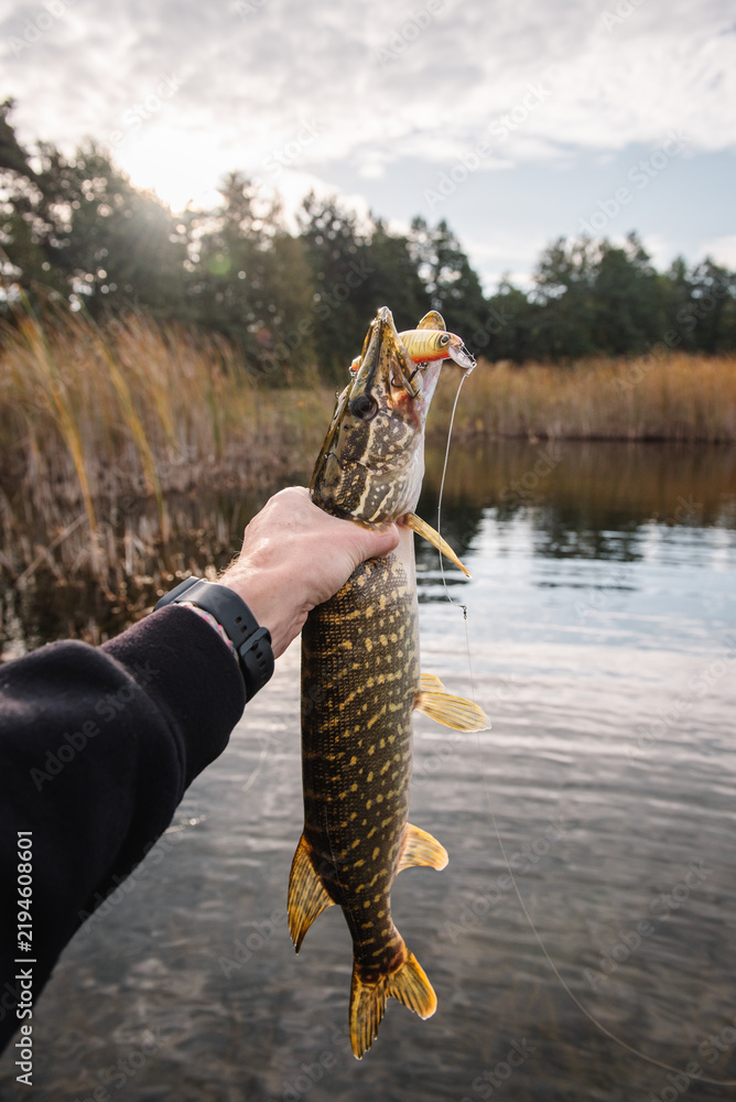 Fototapeta premium Angler holding a freshly caught predator pike with a lure wobbler in its mouth, celebrating a successful fishing catch on Fisherman's Day from a boat, pier, or shore.