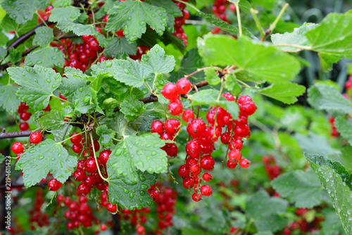 Red Currants with waterdrops after rain Growing on a Bush, close up