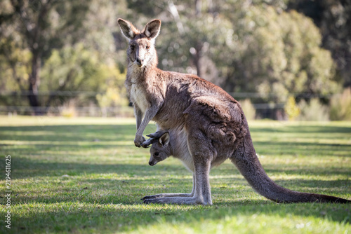 Foto Kangaroo With Joey In Australian Wildlife Habitat